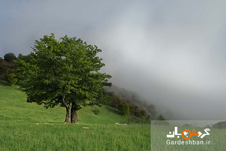 جنگل ابر شاهرود؛از زیباترین جاذبه های طبیعی کشور+عکس