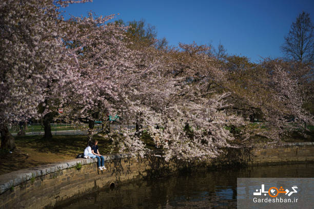 عکس/ شکوفه های زیبای گیلاس در واشنگتن دی سی