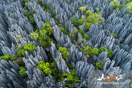 جنگل سینجی یا جنگل چاقوها در ماداگاسکار+عکس