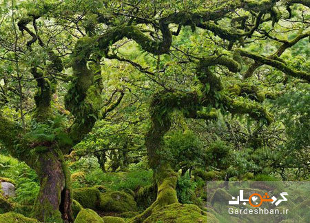 جنگل اسرارآمیز ویستمن در انگلیس + تصاویر