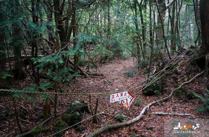 جنگل آئوکیگاهارا در ژاپن؛ مکانی برای مرگ و خودکشی + عکس