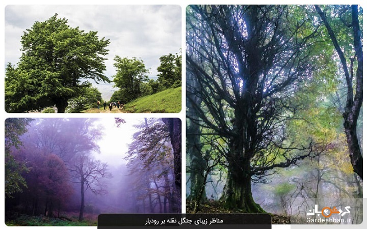 جنگل نقله بر رودبار؛ از زیباترین جنگل‌های گیلان + عکس