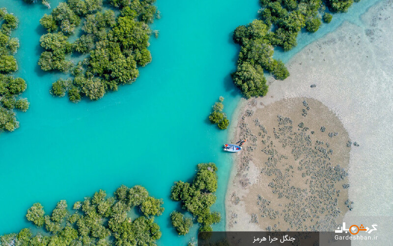 جنگل حرا هرمز؛ طبیعت کارت پستالی و زیبای جنوب ایران+عکس