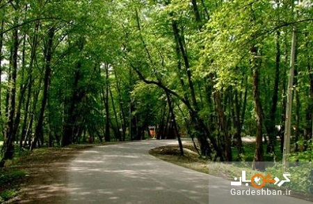 پارک جنگلی لتمال کن؛ طبیعتی باصفا در تهران +عکس