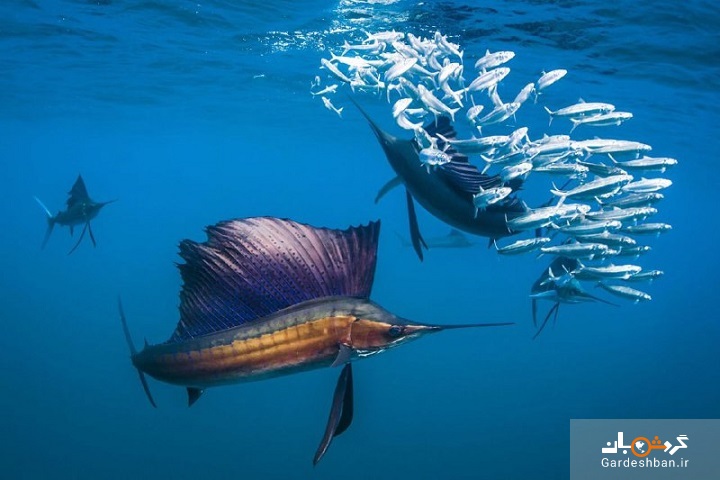عکس/ شکوه و زیبایی بادبان ماهی