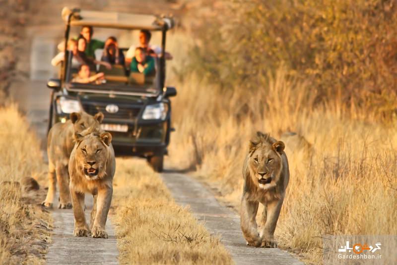 10 حقیقت جالب در مورد پارک ملی پیلانسبرگ در آفریقای جنوبی+عکس