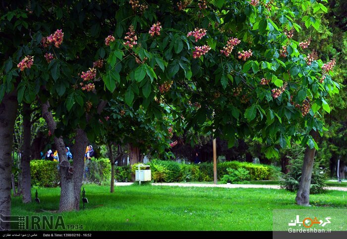 باغ ارم شیراز با رُزها و سرونازهای جهانی/عکس
