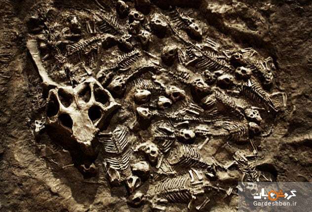 اطلاعاتی جالب درباره ۶ فسیل شگفت انگیز از دایناسور‌ها + تصاویر