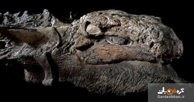 اطلاعاتی جالب درباره ۶ فسیل شگفت انگیز از دایناسور‌ها + تصاویر