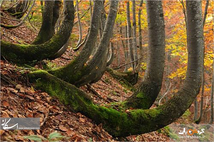 جلوه‌ای از زیبایی‌ جنگل‌های راش باستان