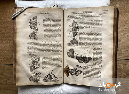 عکس/ کشف یک پروانه ۴۰۰ساله در میان کتابی قدیمی