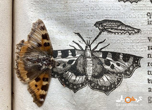 عکس/ کشف یک پروانه ۴۰۰ساله در میان کتابی قدیمی
