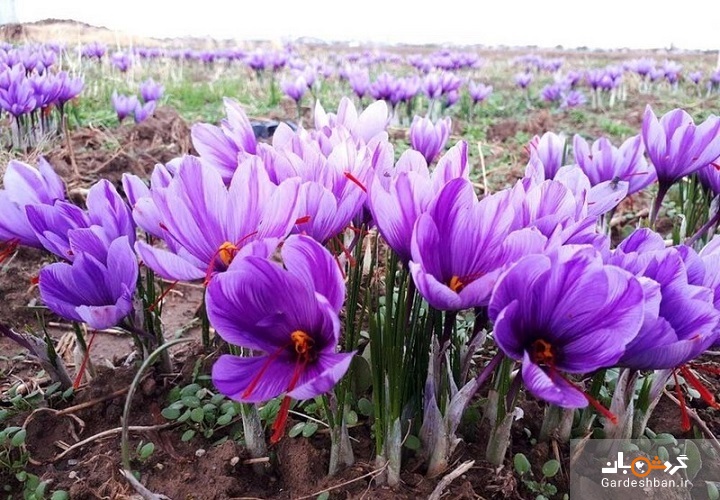 رتبه‌ برتر 3 محصول باغی ایران در جهان