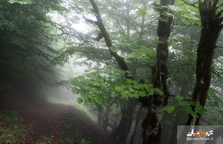 جنگل دیا؛جنگلی بکر و ترسناک در مازندران+عکس