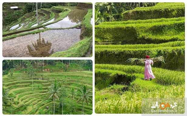 مزارع پلکانی برنج تگالالانگ ؛جاذبه مسحور کننده بالی + عکس
