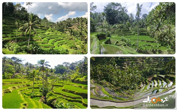 مزارع پلکانی برنج تگالالانگ ؛جاذبه مسحور کننده بالی + عکس