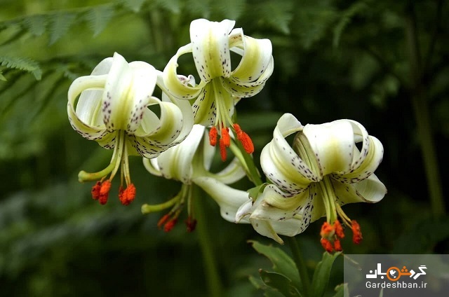 شکوفایی یکی از نادرترین گل‌های جهان در گیلان +تصاویر