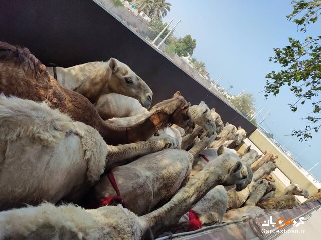 مسافران پرحاشیه گمرک؛ اینبار شتران قطری! +تصاویر