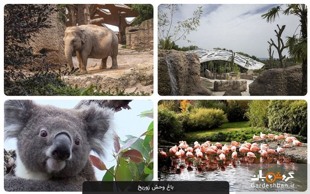 باغ وحش زوریخ؛ فرصتی برای تماشای حیوانات خاص و زیبا +عکس