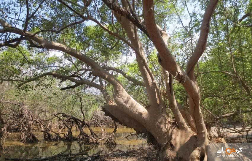 جنگل حرای چابهار؛ جنگلی در دل آب‌های دریای عمان