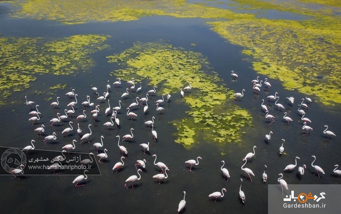 عکس/ بازگشت فلامینگوها به تالاب‌های اطراف دریاچه ارومیه