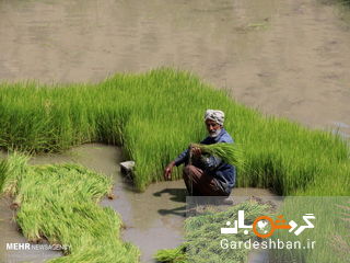 عکس/ نشاء برنج در شالیزارها