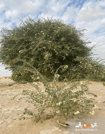 عکس/ کشف درختی بی نظیر در عمان