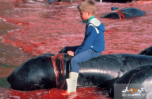 ۱۶+/ قتل‌عام بی‌رحمانه دلفین‌ها در جزایر فارو متعلق به دانمارک در میان سکوت مدافعین حقوق‌ حیوانات+تصاویر