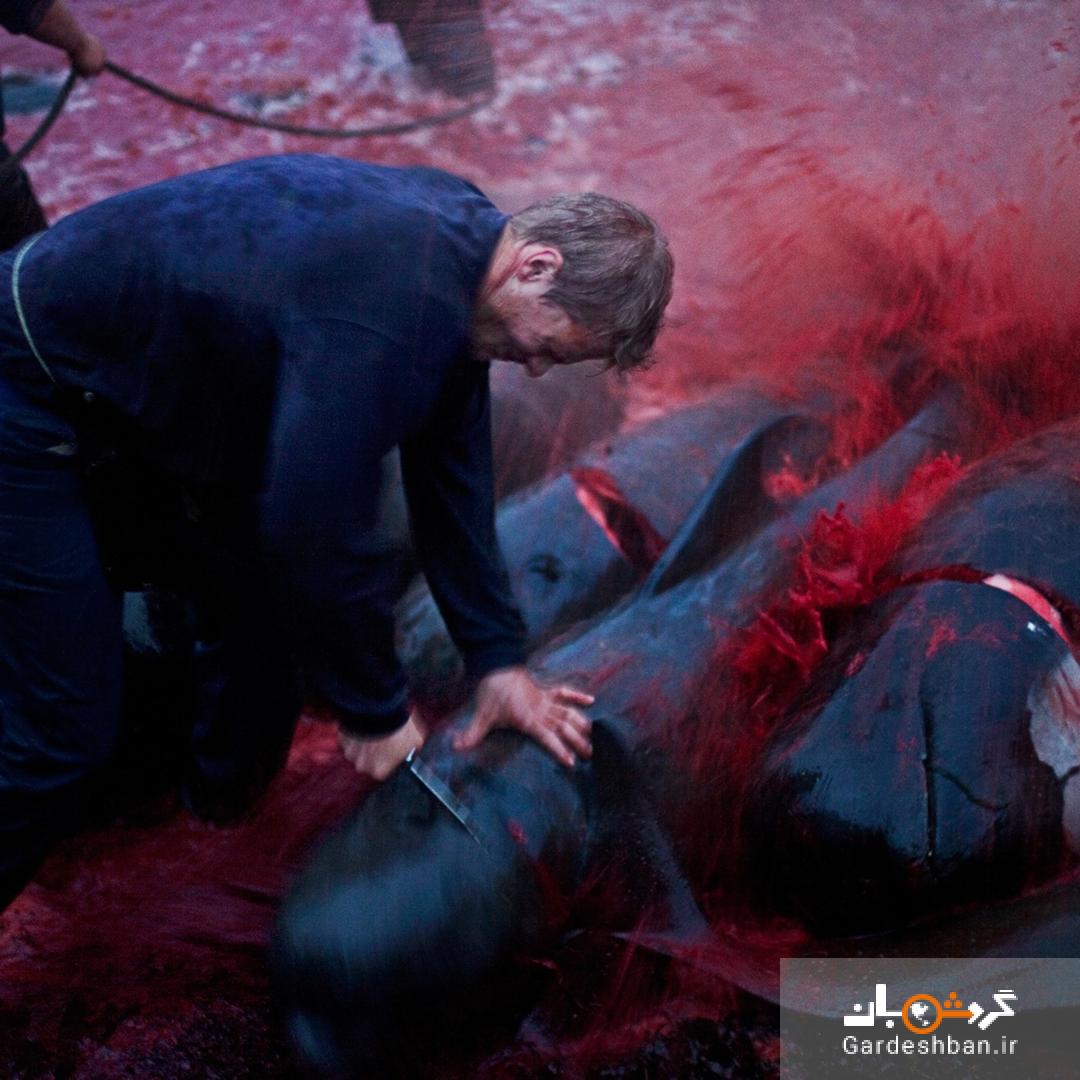 ۱۶+/ قتل‌عام بی‌رحمانه دلفین‌ها در جزایر فارو متعلق به دانمارک در میان سکوت مدافعین حقوق‌ حیوانات+تصاویر