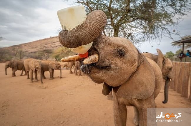 عکس/ شیر خشک خوردن یک بچه فیل یتیم