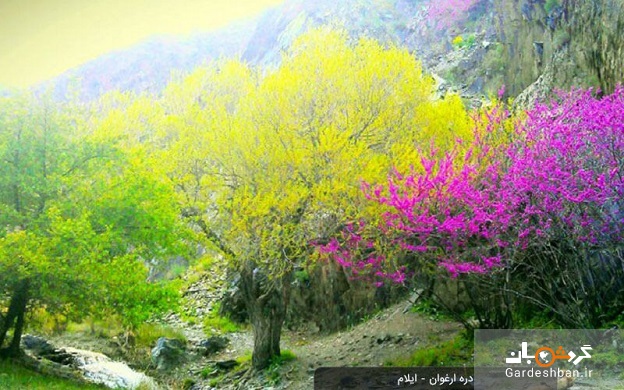 دره ارغوان ایلام؛ طبیعت بکر و رنگارنگ ایلام+عکس