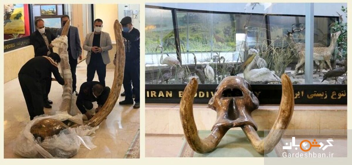 نمایش جمجمه ۹ میلیون ساله ماموت در موزه تنوع زیستی پارک پردیسان+عکس