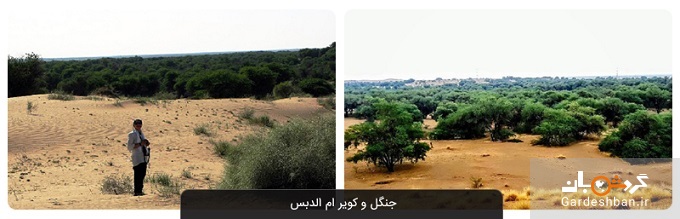 جنگل و کویر ام الدبس بستان؛ شگفتی طبیعت در خوزستان+عکس