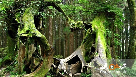 جنگل هویا؛ مخوف ترین و ترسناک ترین جنگل دنیا در رومانی