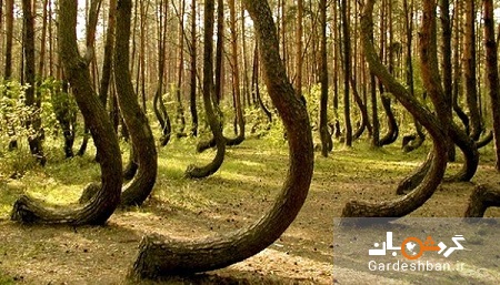 جنگل هویا؛ مخوف ترین و ترسناک ترین جنگل دنیا در رومانی