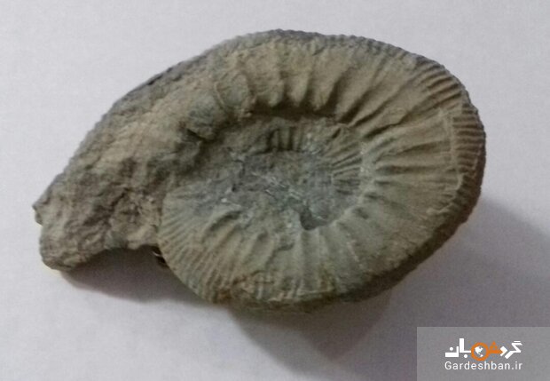 اهدای فسیل ۱۸۰ میلیون ساله به گروه موزه‌های خراسان رضوی