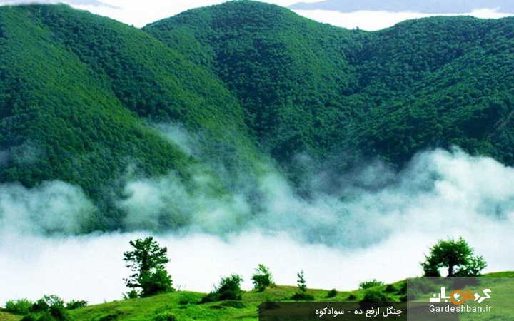 جنگل ارفع ده و چشمه پراو سواد کوه؛ بهترین گزینه برای طبیعت دوستان+عکس