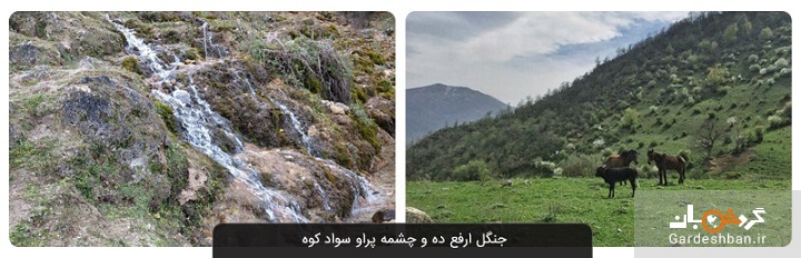 جنگل ارفع ده و چشمه پراو سواد کوه؛ بهترین گزینه برای طبیعت دوستان+عکس