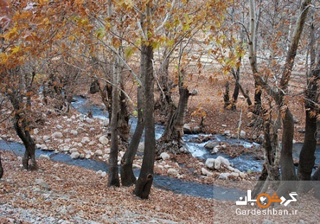 پارک جنگلی پروز شهرکرد؛ جاذبه بکر و طبیعی چهارمحال و بختیاری+عکس