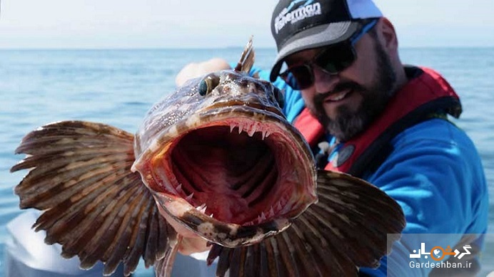 عکس/ مخوف‌ ترین ماهی اقیانوس آرام با ۵۵۰ دندان