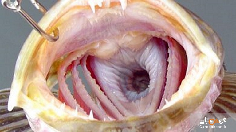 عکس/ مخوف‌ ترین ماهی اقیانوس آرام با ۵۵۰ دندان