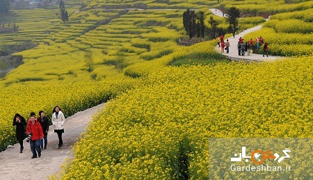 دریای طلایی شگفت انگیز گل های کانولا در چین + تصاویر