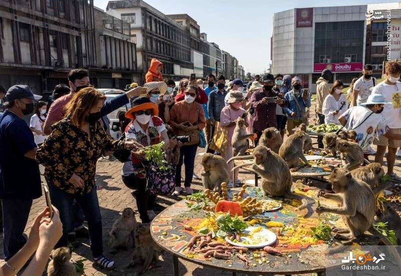جشنواره سالانه میمون‌ها در تایلند/عکس