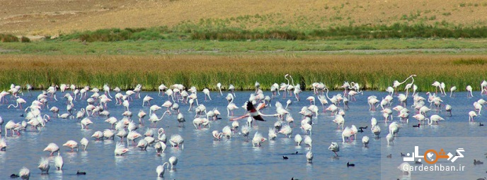 تالاب سولدوز نقده؛ مقصدی مناسب برای گردشگری در آذربایجان غربی+ عکس