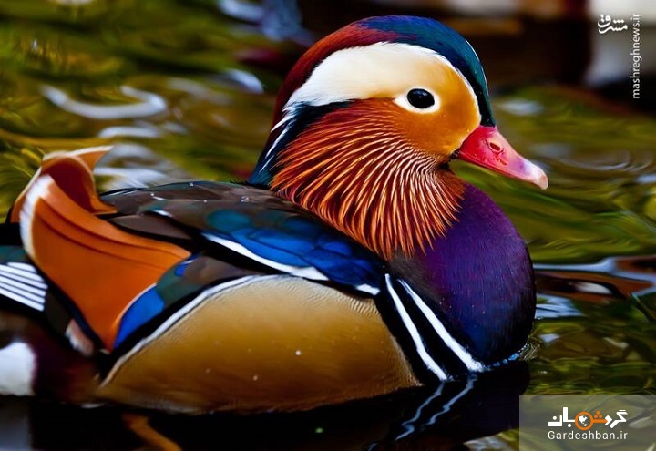 عکس/ ماندارین زیباترین اردک دنیا