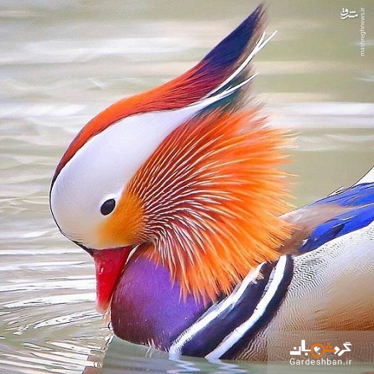 عکس/ ماندارین زیباترین اردک دنیا