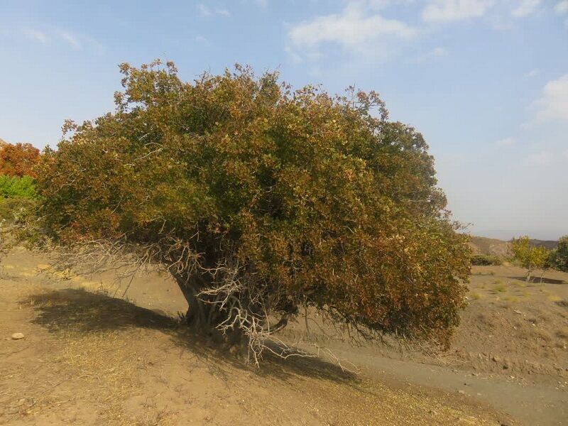 ۱۲ درخت کهنسال در خراسان رضوی ثبت ملی شد