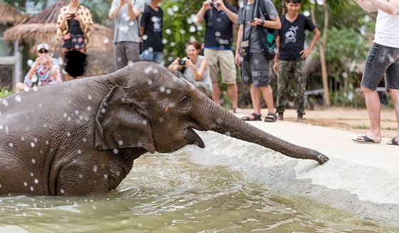 دهکده فیل های سامویی؛ یکی از مشهورترین جاذبه های تایلند+ عکس