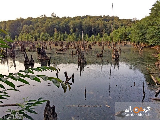 دریاچه‌ای خوفناک در میان جنگل‌های مازندران+ عکس