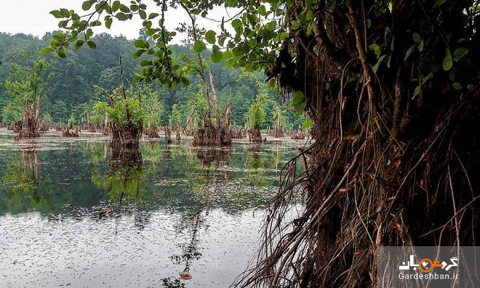 دریاچه‌ای خوفناک در میان جنگل‌های مازندران+ عکس